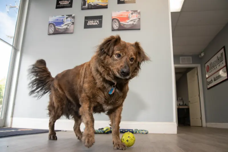 A brown dog stands indoors on a wood floor near a tennis ball